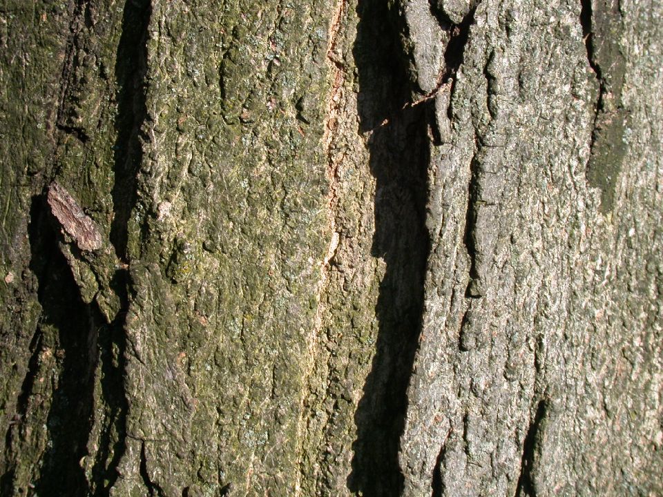 Aceraceae Acer saccharum
