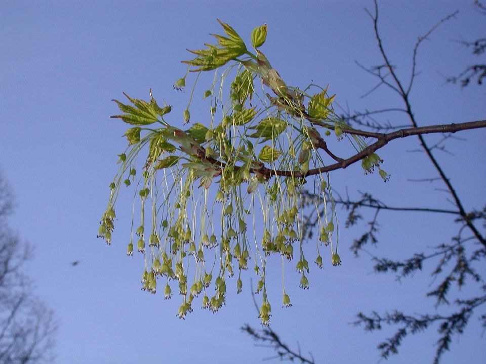 Aceraceae Acer saccharum