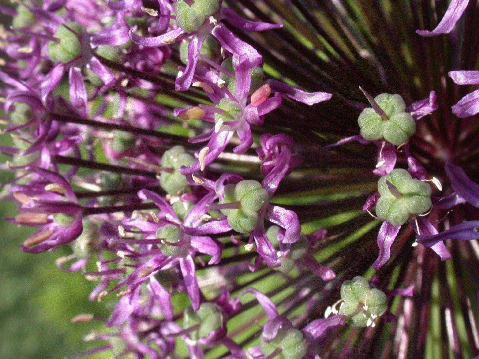 Amaryllidaceae Allium giganteum