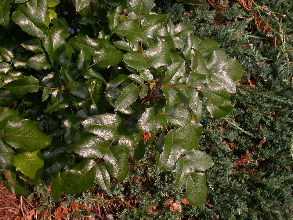Berberidaceae Berberis aquifolium