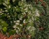 image of Berberis aquifolium