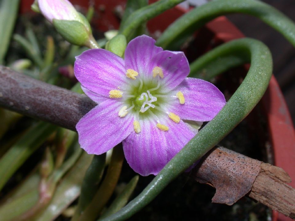 Montiaceae Lewisia pygmaea