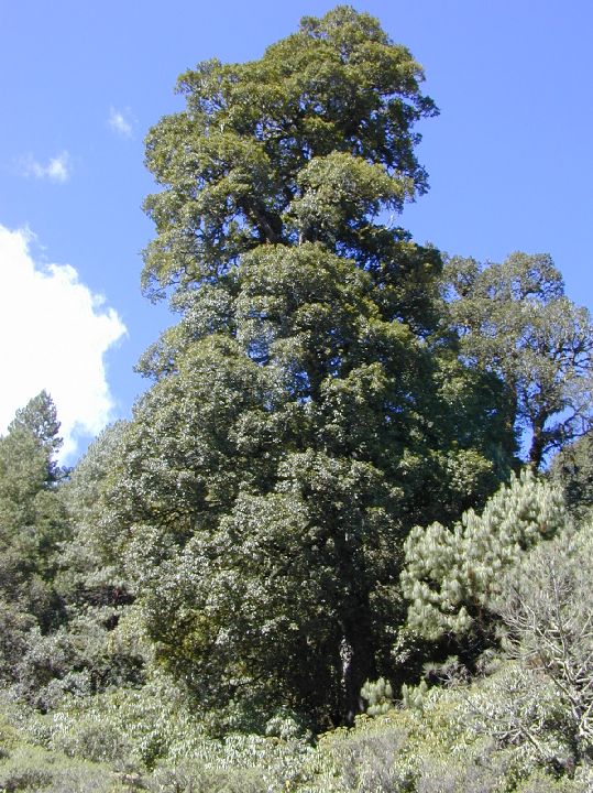 Fagaceae Quercus macdougallii