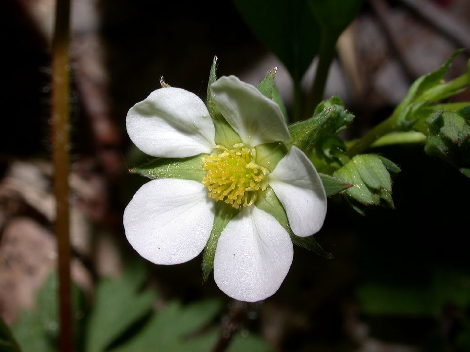 Rosaceae Fragaria virginiana