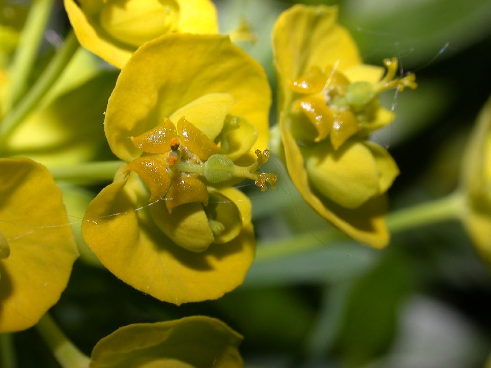 Euphorbiaceae Euphorbia cyparissias