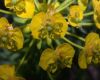 image of Euphorbia cyparissias