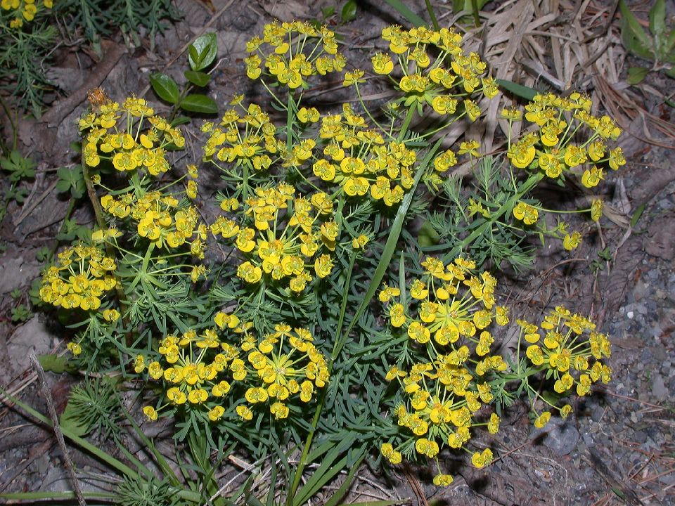 Euphorbiaceae Euphorbia cyparissias
