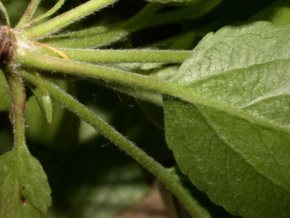 Rosaceae Pyrus malus