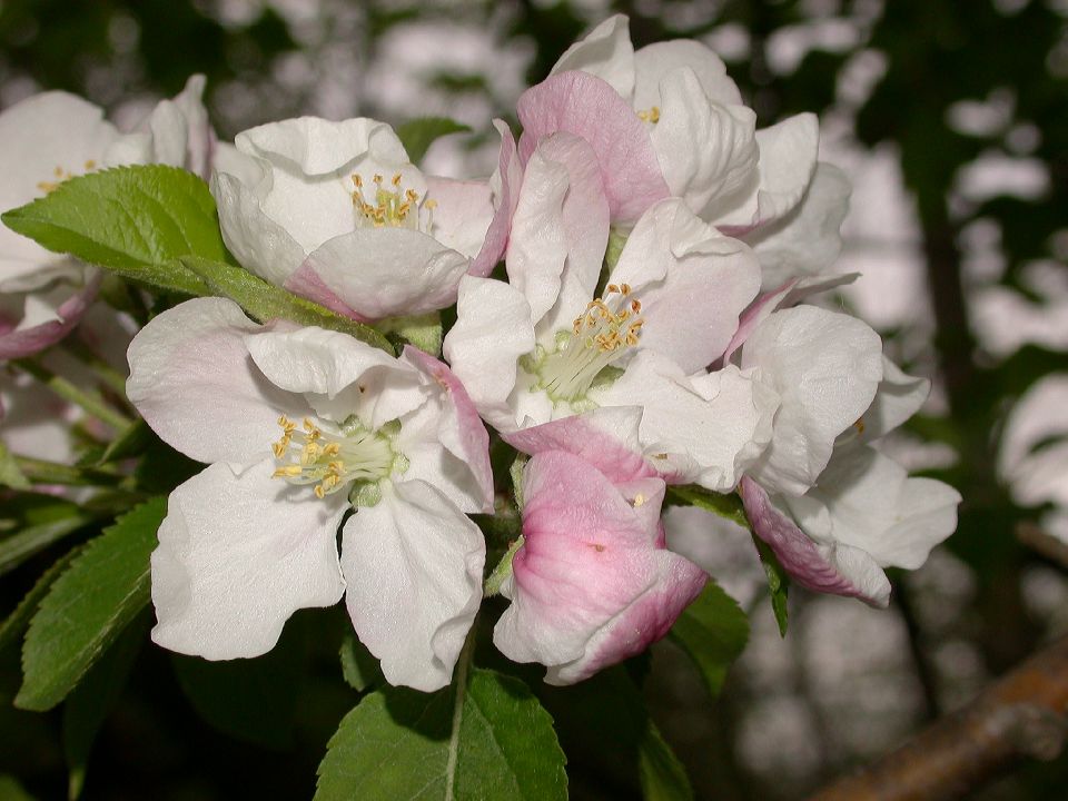 Rosaceae Pyrus malus