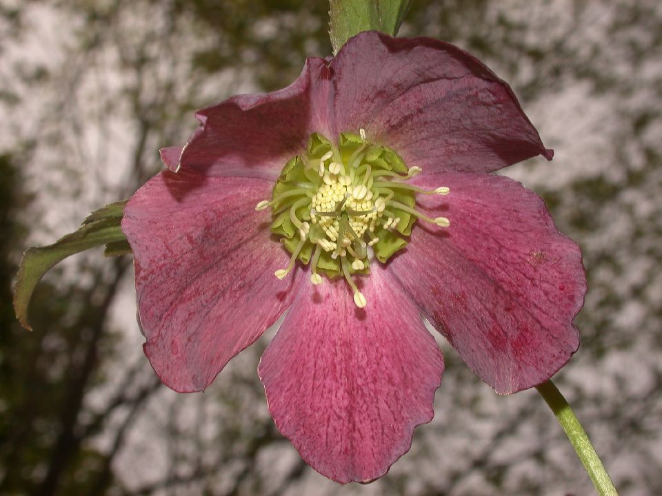 Ranunculaceae Helleborus X hybridus