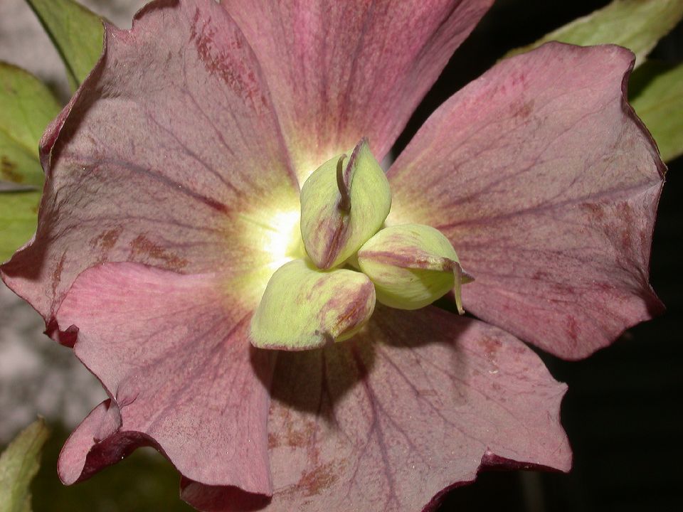 Ranunculaceae Helleborus X hybridus