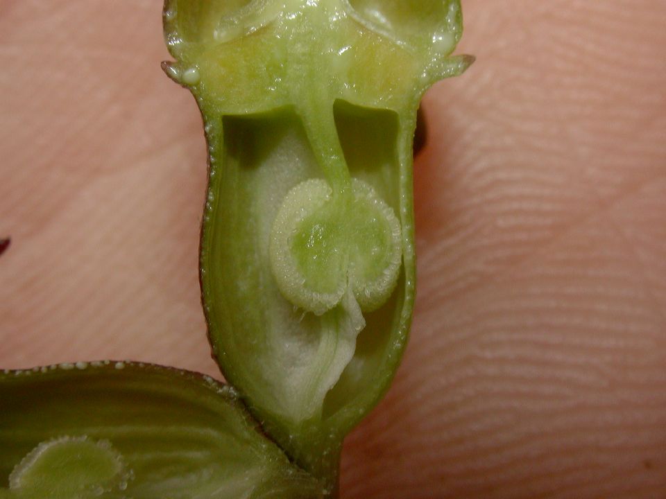 Campanulaceae Burmeistera 