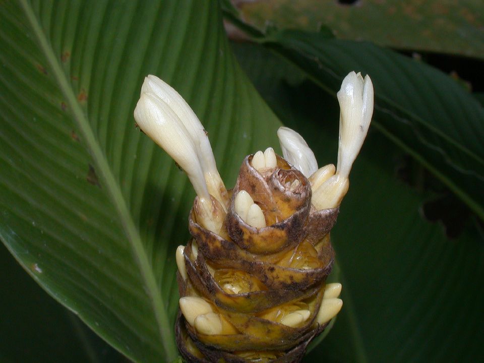 Marantaceae Calathea 