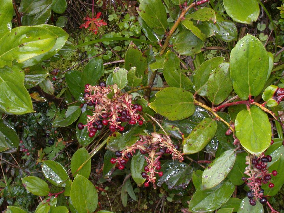 Ericaceae Gaultheria erecta