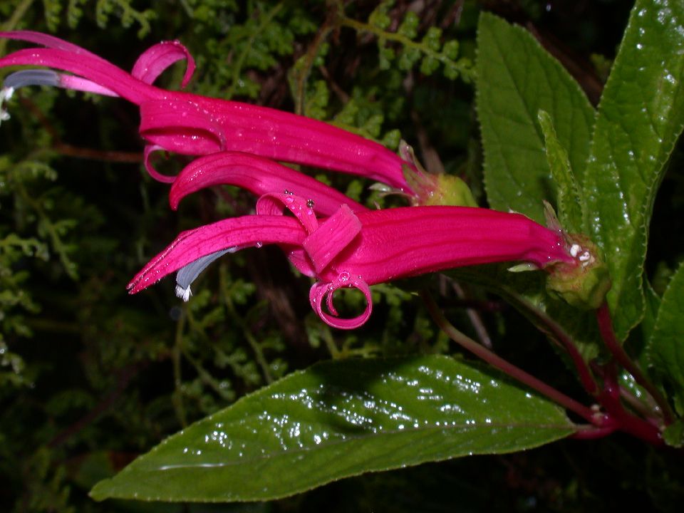 Campanulaceae Lobelia 