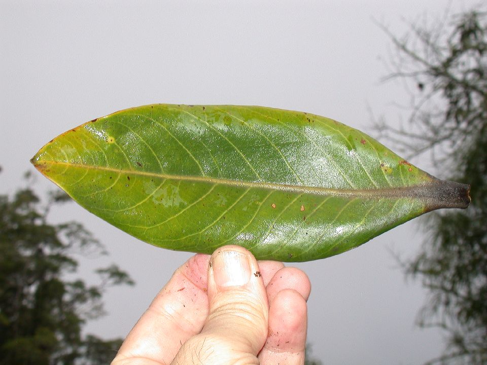 Lauraceae Ocotea calophylla