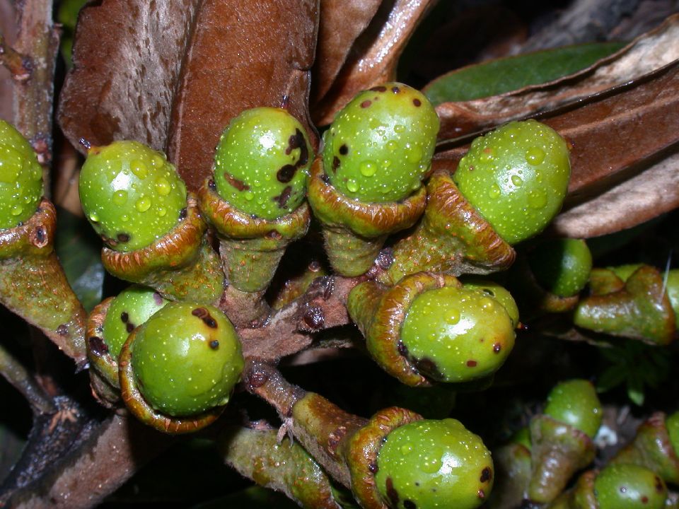 Lauraceae Ocotea calophylla