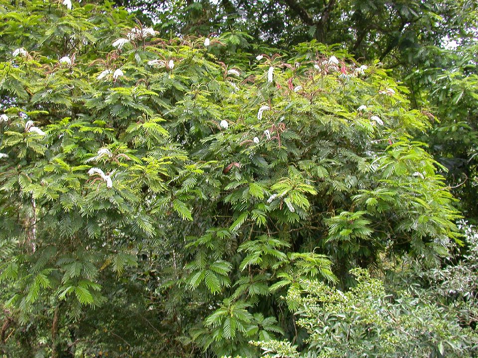 Fabaceae Pentaclethra macroloba