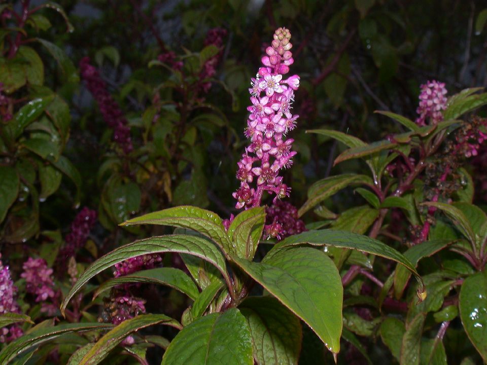Phytolaccaceae Phytolacca 