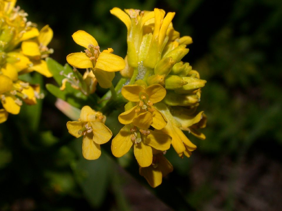 Brassicaceae Barbarea vulgaris