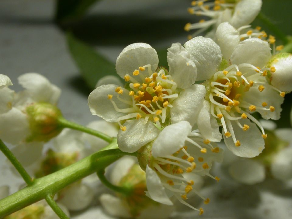 Rosaceae Prunus virginiana