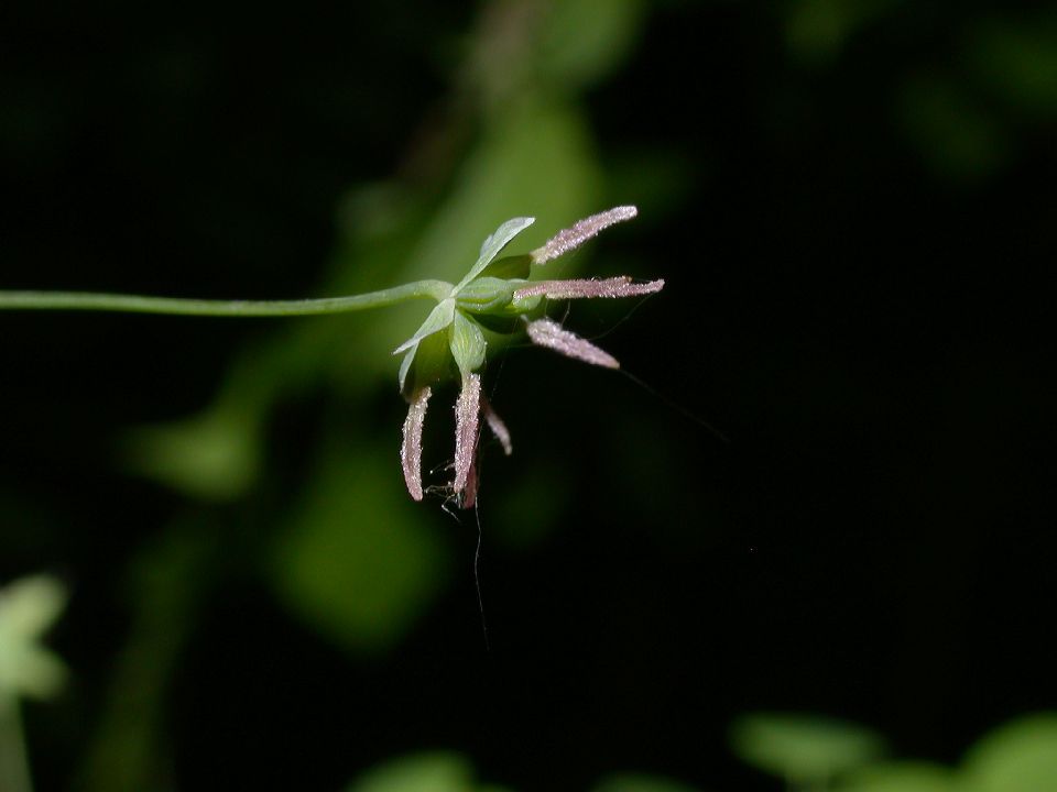 Ranunculaceae Thalictrum dioicum