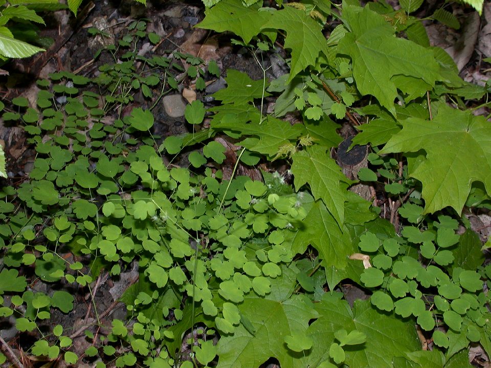 Ranunculaceae Thalictrum dioicum