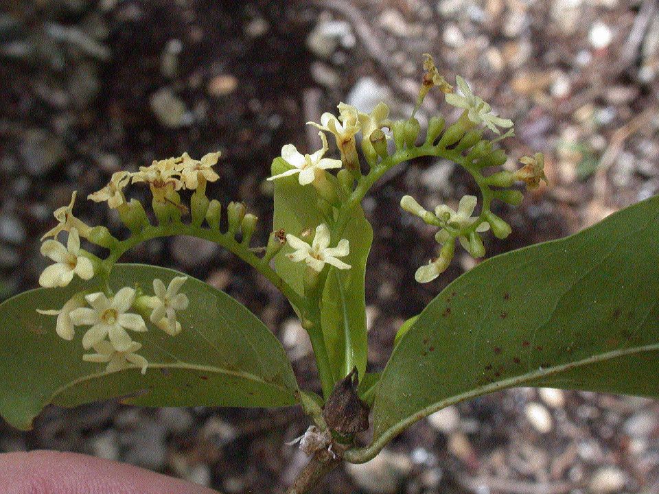 Rubiaceae Antirhea lucida