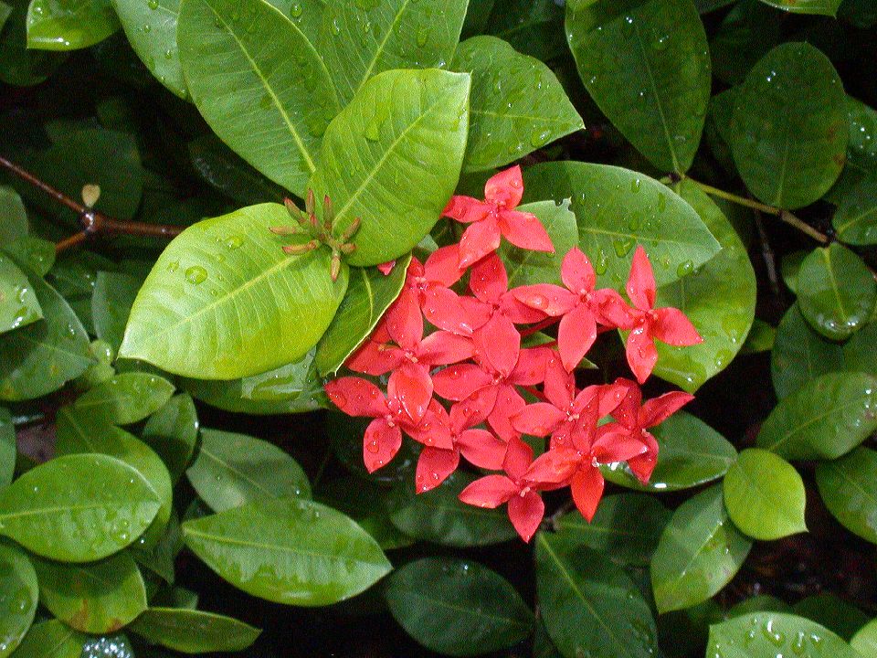 Rubiaceae Ixora 