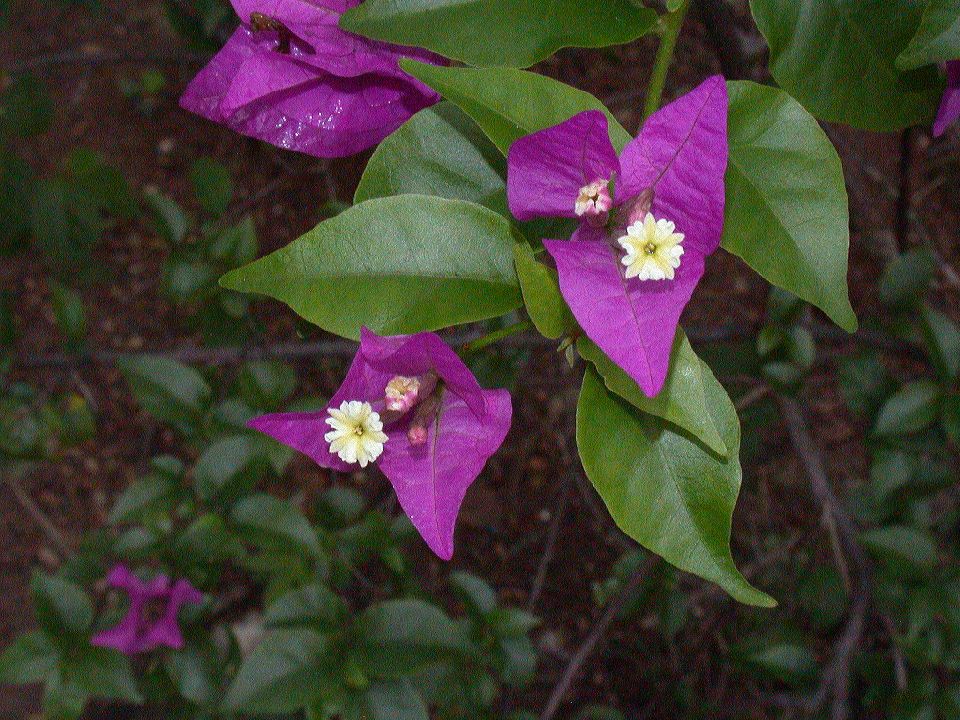 Nyctaginaceae Bougainvillea spectabilis