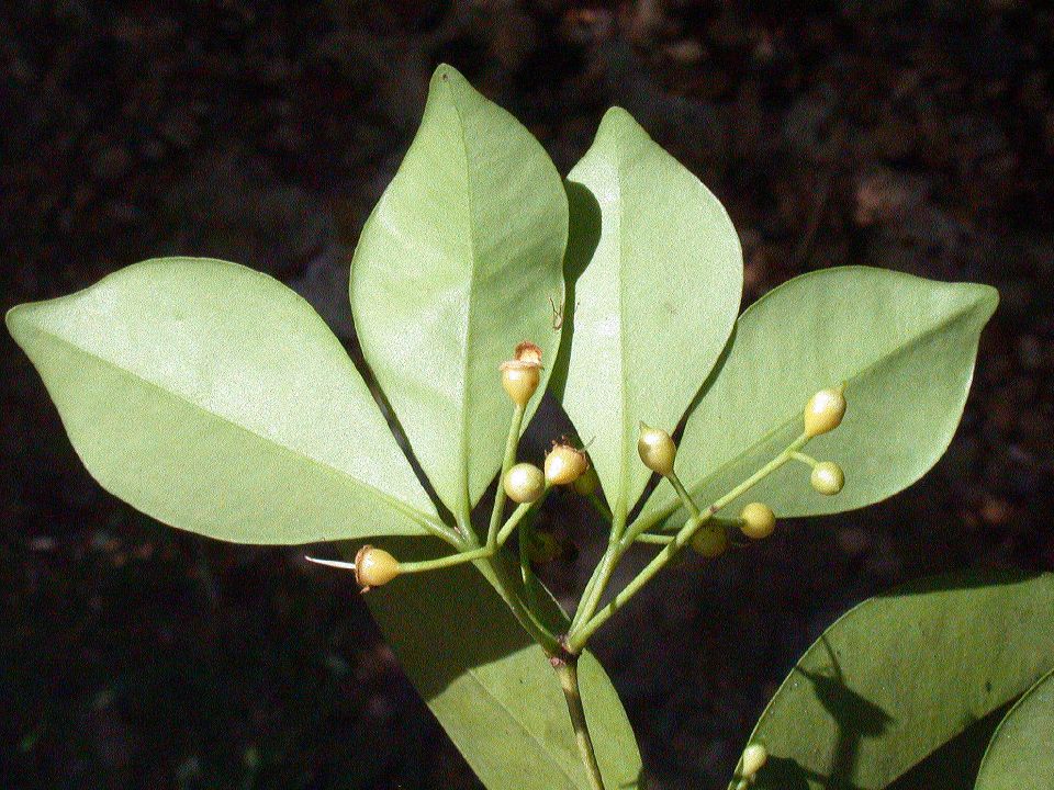 Myrtaceae Calyptranthes suzigium