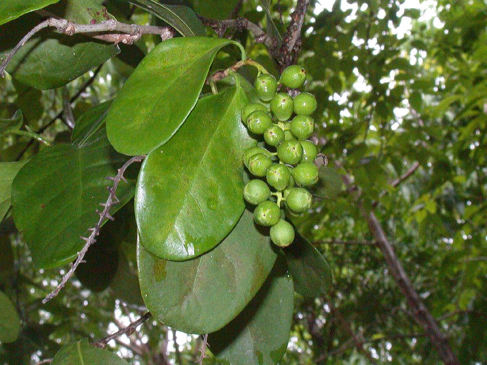 Polygonaceae Coccoloba diversifolium