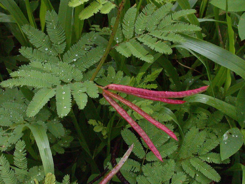 Fabaceae Desmanthus 