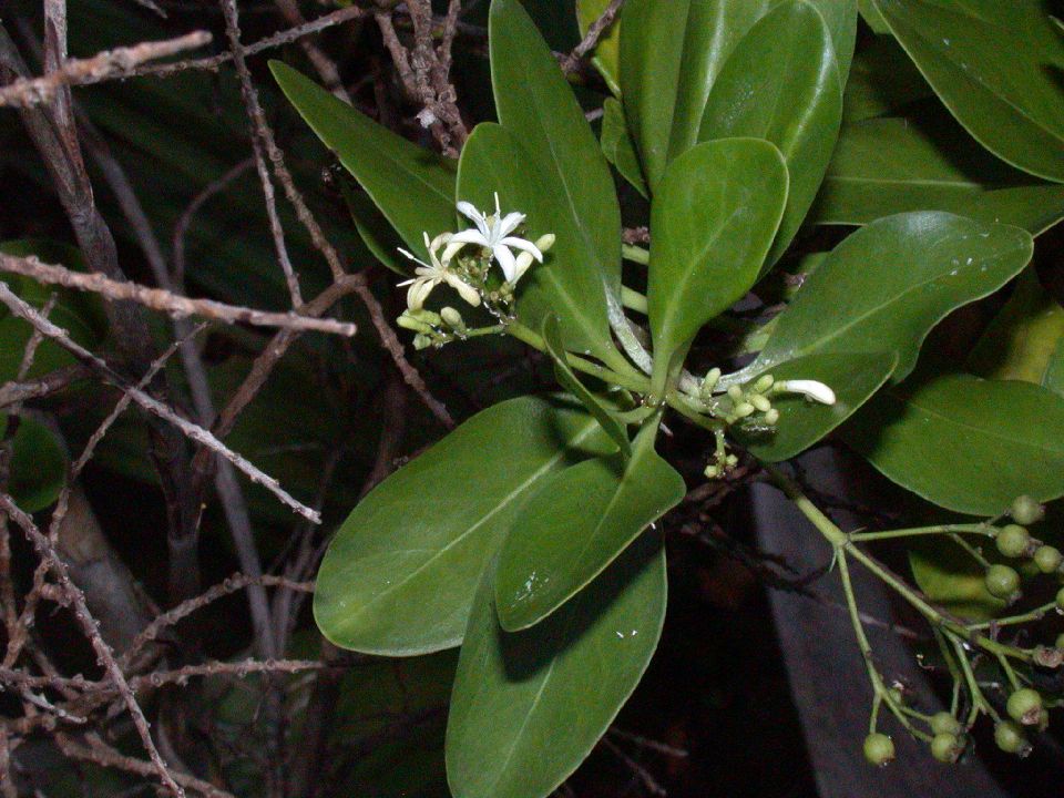 Rubiaceae Erithalis fruticosa