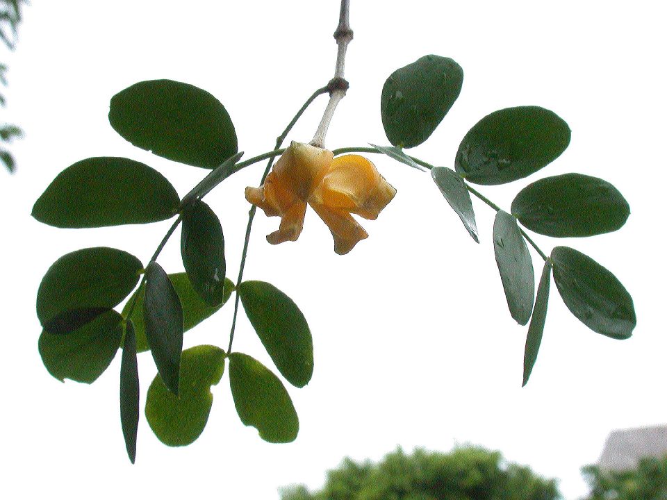 Zygophyllaceae Guaiacum sanctum