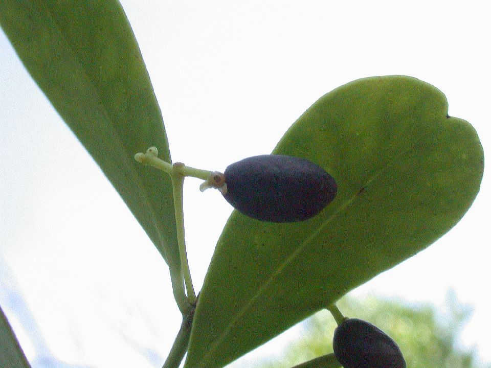 Celastraceae Gyminda 