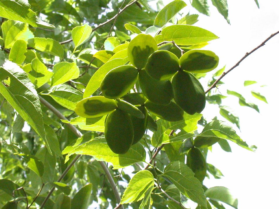 Celastraceae Hippocratea volubilis