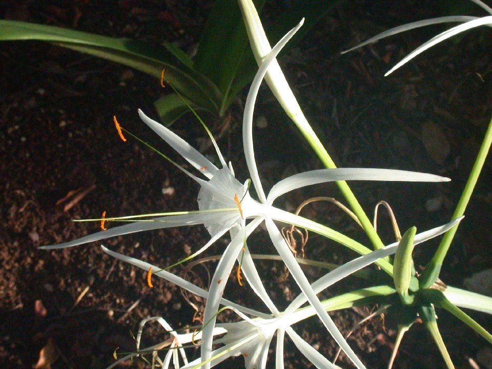 Amaryllidaceae Hymenocallis caribaea