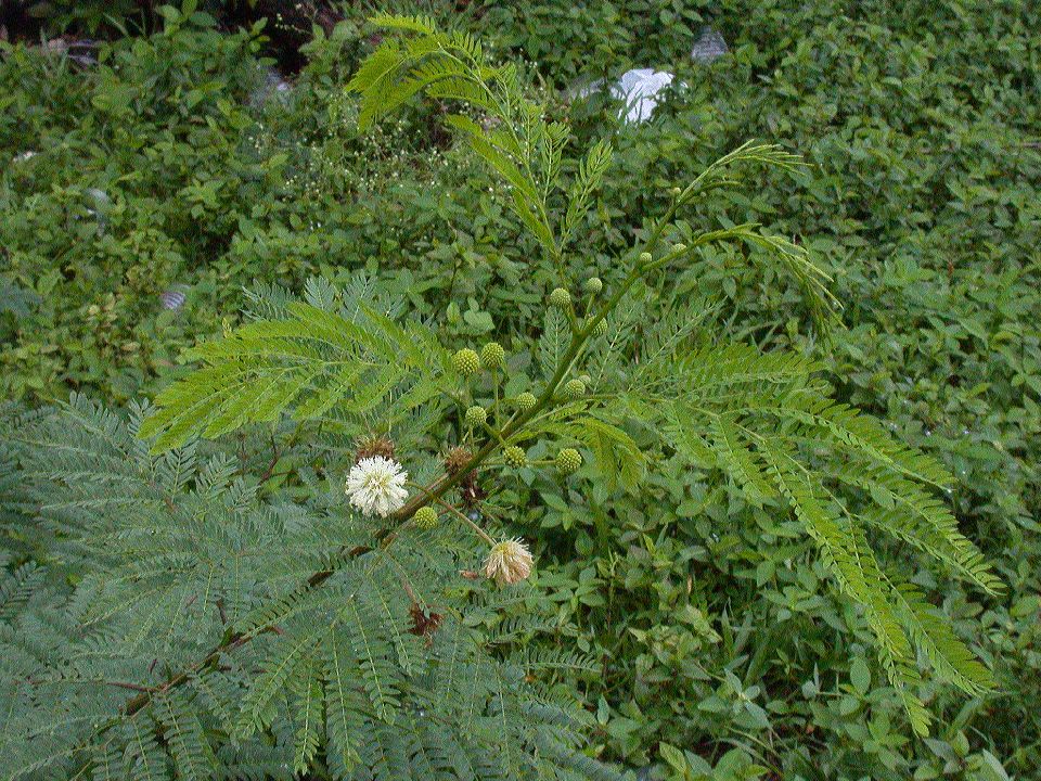 Fabaceae Leucaena leucocephala