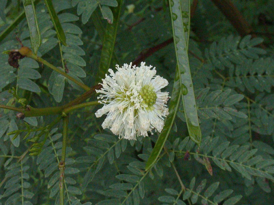 Fabaceae Leucaena leucocephala