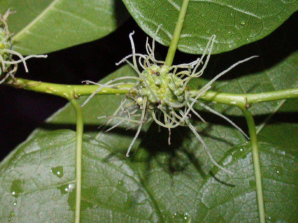 Moraceae Maclura tinctoria