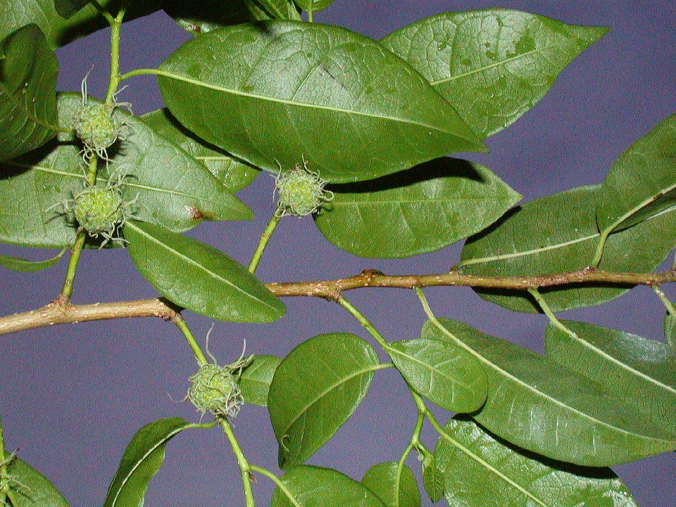 Moraceae Maclura tinctoria