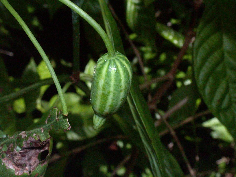 Cucurbitaceae Psiguria pedata