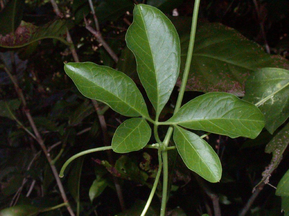 Cucurbitaceae Psiguria pedata