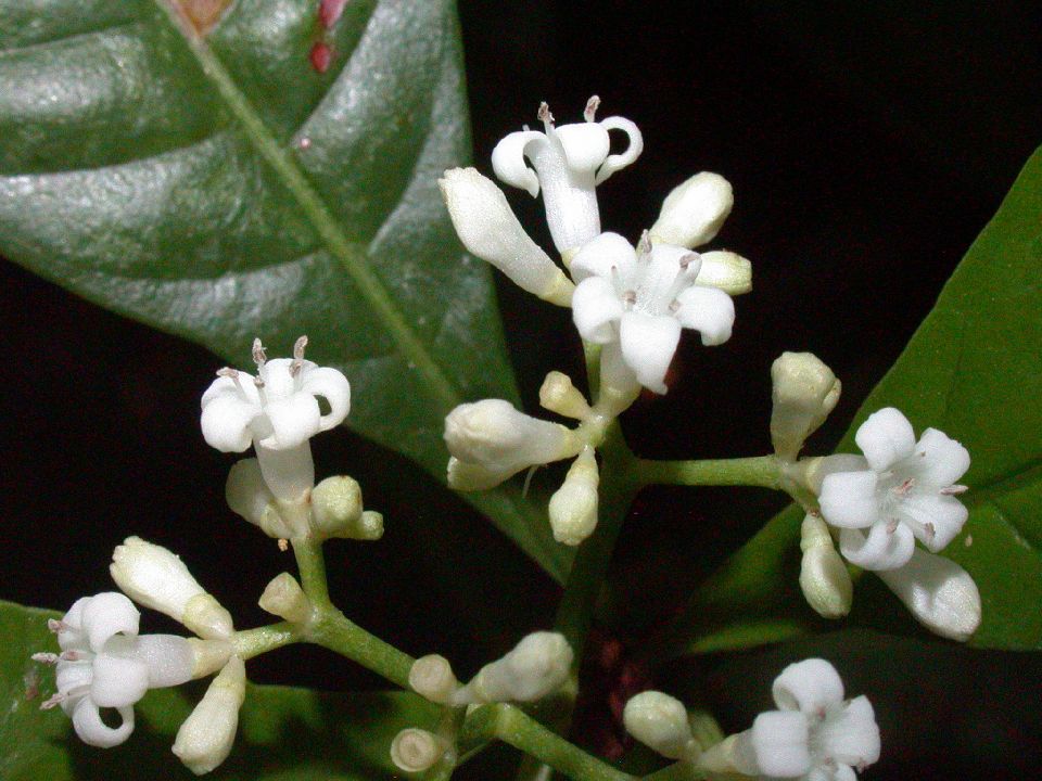 Rubiaceae Psychotria nervosa