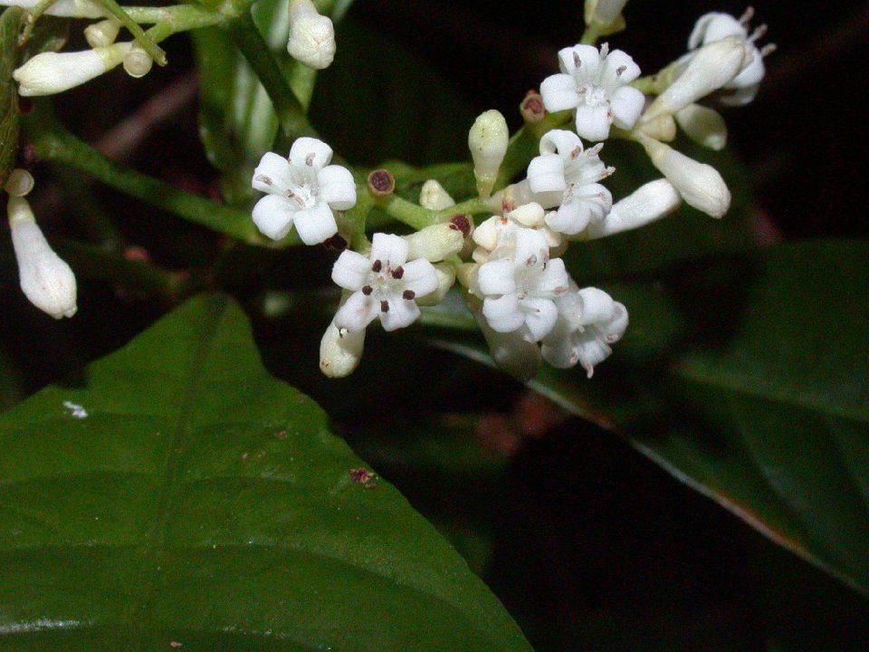 Rubiaceae Psychotria nervosa