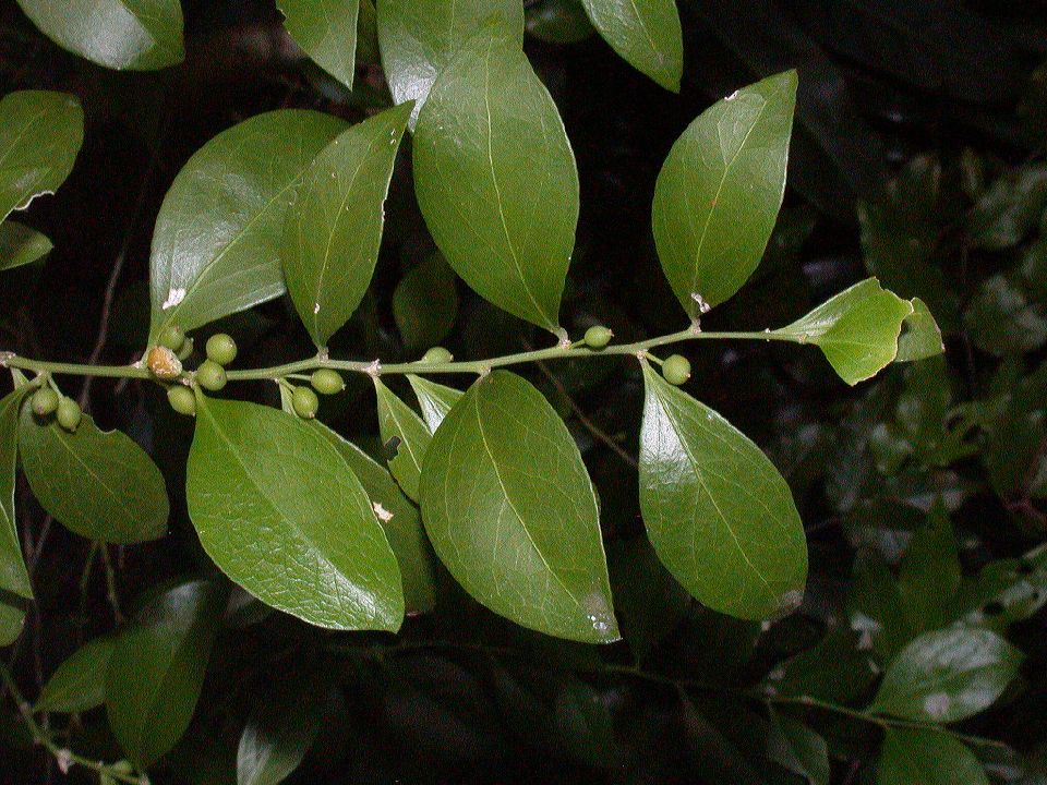 Celastraceae Schaefferia frutescens