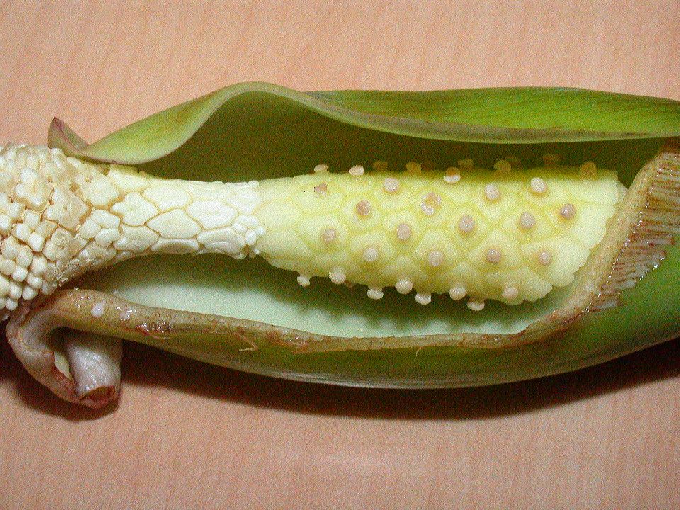 Araceae Syngonium podophyllum