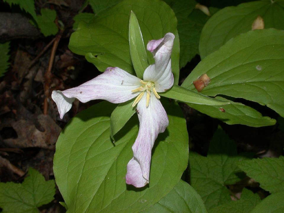 Melanthiaceae Trillium grandiflorum