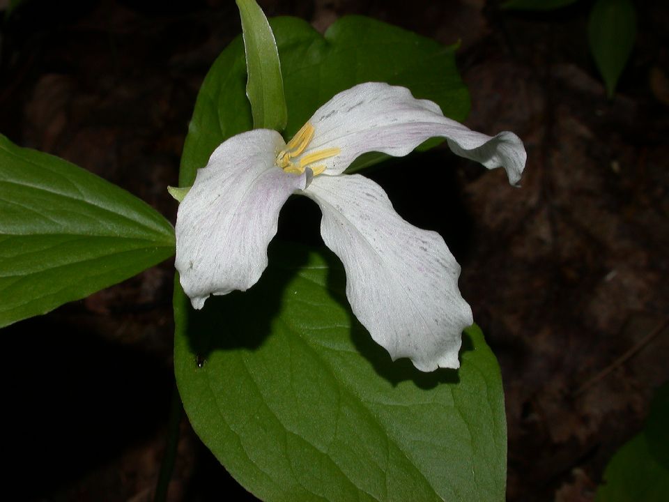 Melanthiaceae Trillium 